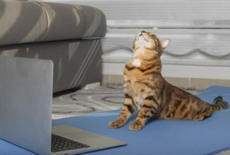 Understanding the Eight Limbs of Yoga